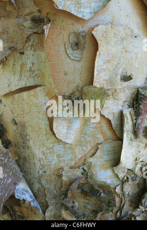 Fluss-(Betula Nigra) Birkenrinde auf Baumstamm Stockfoto
