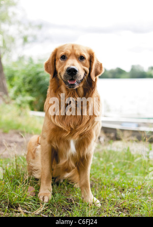 Golden Retriever Hund - sitzen auf der Wiese Stockfoto