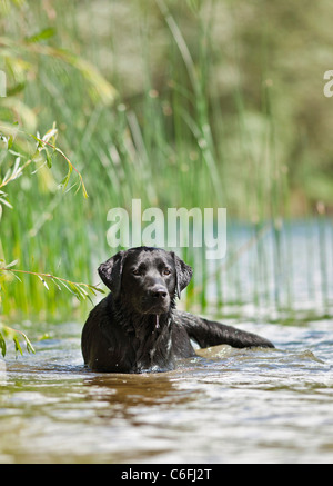 Labrador Retriever Hund - im Wasser liegend Stockfoto