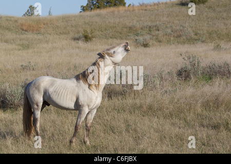 Wilde Pferde, Theodore-Roosevelt-Nationalpark Stockfoto