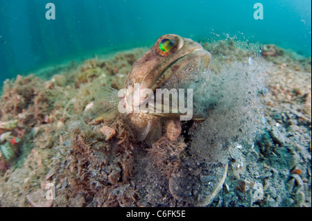 Männliche gebändert Kieferfischen, Opistognathus Macrognathus, gräbt und bereitet seinem Bau vor umwerben und Paarung. Stockfoto