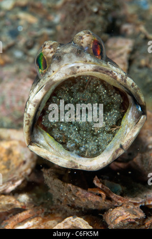 Männliche gebändert Kieferfischen, Opistognathus Macrognathus, Inkubation und Vertikutieren ein Gelege mit Eiern in der Lake Worth Lagune in Florida Stockfoto