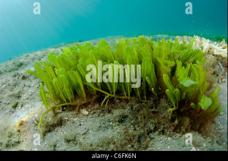 Feather Grünalge, Caulerpa Sertularioides, wächst auf dem Boden der Lagune Lake Worth in Singer Island, Florida. Stockfoto