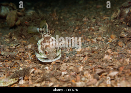 Männliche gebändert Kieferfischen, Opistognathus Macrognathus, gräbt und bereitet seinem Bau vor umwerben und Paarung. Stockfoto