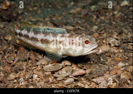 Männliche gebändert Kieferfischen, Opistognathus Macrognathus, gräbt und bereitet seinem Bau vor umwerben und Paarung. Stockfoto