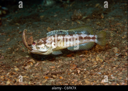 Männliche gebändert Kieferfischen, Opistognathus Macrognathus, gräbt und bereitet seinem Bau vor umwerben und Paarung. Stockfoto