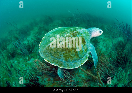 Kemp Ridley Sea Turtle, Lepidochelys Kempii, schwimmt über ein Korallenriff in Palm Beach, Florida. Stockfoto