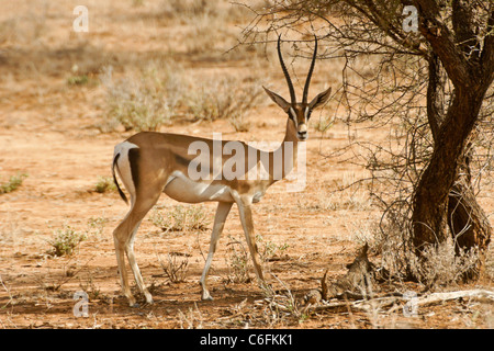 Männliche Grant es Gazelle, Samburu Game Reserve, Kenia Stockfoto