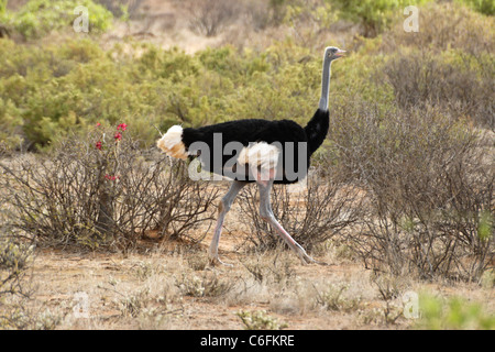 Männliche Somali Strauß Wandern, Samburu Game Reserve, Kenia Stockfoto