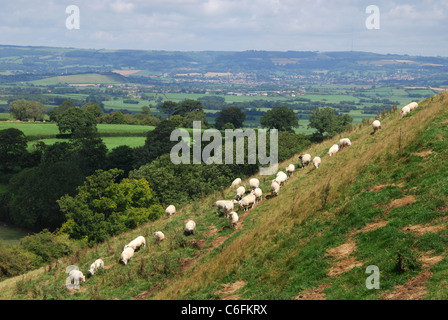 Schafe an Hängen des Glastonbury Tor Somerset UK Stockfoto