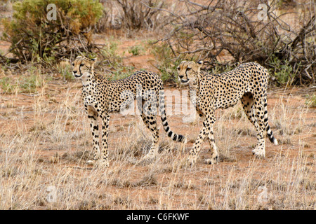 Weibliche Geparden und Tochter, Samburu Game Reserve, Kenia Stockfoto