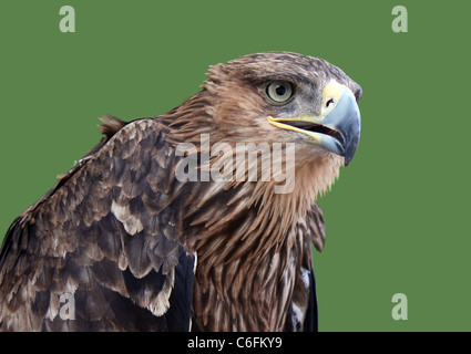 Steinadler Kopf isoliert auf grün Stockfoto