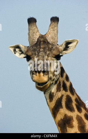 Masai Giraffe kauen Wiederkäuen, Masai Mara, Kenia Stockfoto