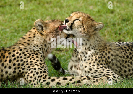 Cheetah jungen Pflege einander, Masai Mara, Kenia Stockfoto