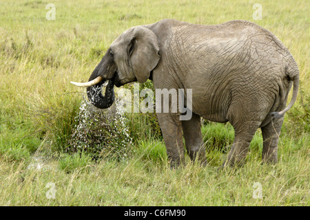 Elefant, trinken aus kleinen Wasserloch, Masai Mara, Kenia Stockfoto