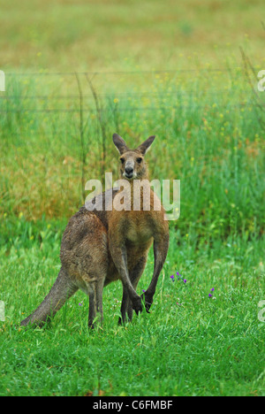 Nass Eastern Grey Kangaroo, Macropus gigantus Stockfoto