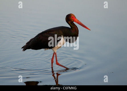 Schwarzer Storch Ciconia Nigra, in flachen Lagune, auf der Frühjahrszug Fütterung. Lesbos, Griechenland Stockfoto