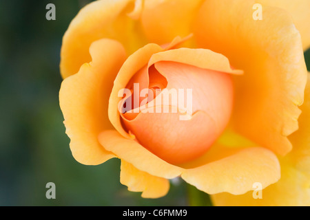 Rosa-goldene Schönheit "Korberbeni". Tief gelbe rose Stockfoto