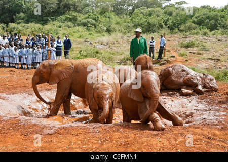 Verwaiste Elefanten suhlen im Schlamm, Sheldrick Wildlife Trust, Nairobi, Kenia Stockfoto