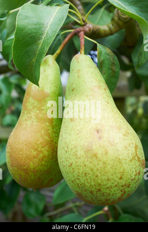 Konferenz-Birnen hängen an einem Ast einer Frucht Baum Wisley Woking Surrey UK Stockfoto