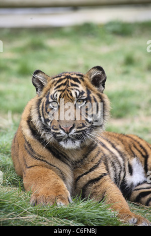 Porträt eines Tigers in Gefangenschaft Stockfoto