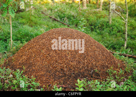 Enorme Holz Ameise nest (Formica Rufa) in einem schwedischen Wald Stockfoto