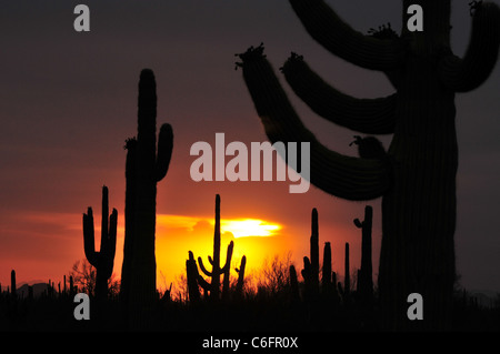 Saguaro-Kaktus bei Sonnenuntergang während der Monsunzeit in Ironwood Forest National Monument, Sonora-Wüste, Marana, Arizona, USA. Stockfoto