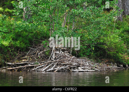 Europäischer Biber (Castor Fiber) Lodge in einem schwedischen See Stockfoto