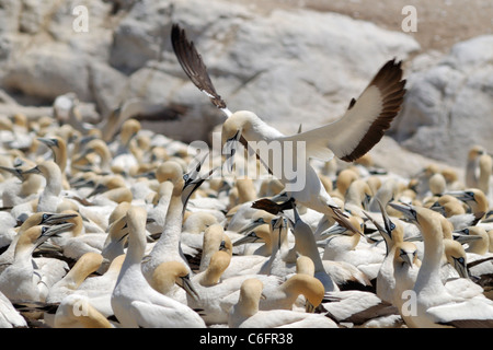 Cape Basstölpel (Morus Capensis) Landung in Kolonie, Lamberts Bay, Südafrika Stockfoto