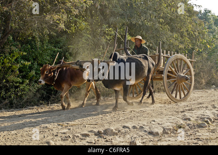 Ochsenkarren auf staubigen Straße, Birma (Myanmar) Stockfoto