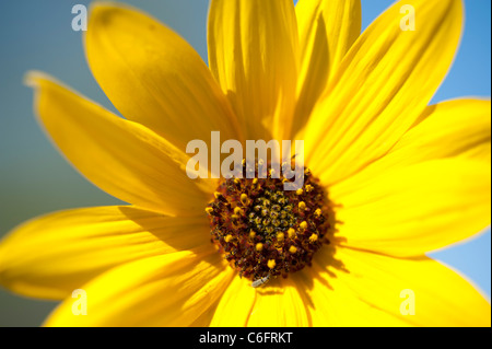 Gewöhnliche Sonnenblume ist eine weitverzweigte, stout, 1 1/2-8 Fuß hoch, mit grob behaarte Blätter und Stängel. Stockfoto