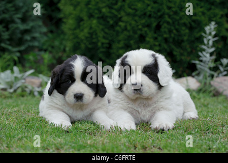 Zwei kleine Landseer (Neufundland Typ) Welpen Porträt im Garten Stockfoto