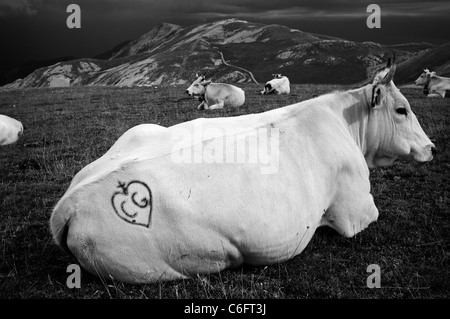 Tätowierte Kuh auf einem Berg Stockfoto