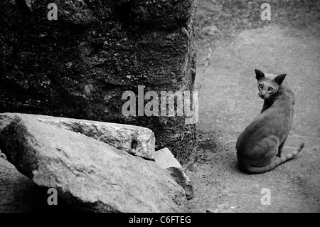 Santo Stefano di Sessanio, Italien, April 2009. Reste der L'Aquila Erdbeben. Katze Stockfoto