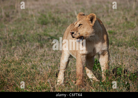 Löwe, Löwin, Panthera Leo, Serengeti, Tansania, Afrika Stockfoto