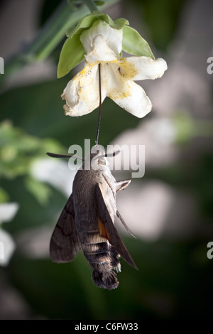 Eine Kolibri Falke-Motte (Macroglossum Stellatarum) durch eine grausame Ranke Blume (Araujia Sericifera) gefangen. Stockfoto