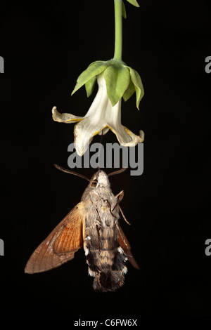 Eine Kolibri Falke-Motte (Macroglossum Stellatarum) durch eine grausame Ranke Blume (Araujia Sericifera) gefangen. Stockfoto