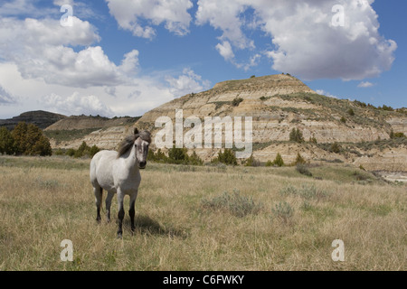 Wild (Wild) Pferd, Theodore-Roosevelt-Nationalpark Stockfoto