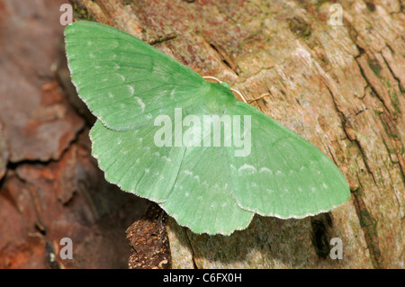 Großer Smaragd Moth - Geometra papilionaria Stockfoto