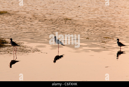 Stelzenläufer, Himantopus Himantopus Fütterung am Abend in seichten Lagune; Lesvos (Lesbos), Griechenland. Stockfoto