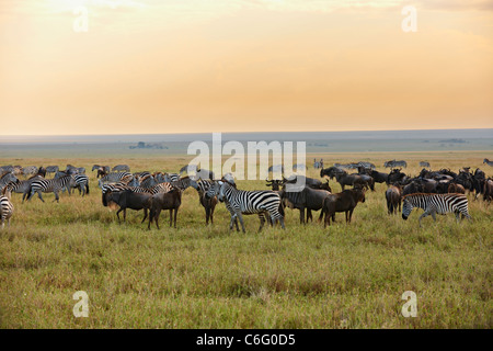Ebenen Zebras und Gnus auf Migration, Sonnenuntergang, Equus Quagga, Serengeti, Tansania, Afrika Stockfoto