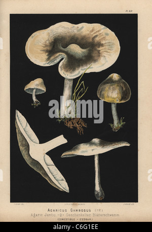 Ritterling, Calocybe Gambosa, Agaricus Gambosus, Agaric Jambu. Stockfoto