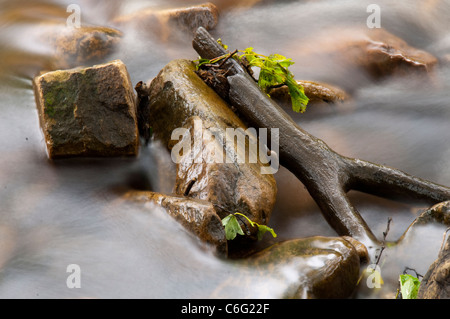 Einen Stock und Felsen im Fluss Swale bei Keld, Swaledale North Yorkshire England UK Stockfoto