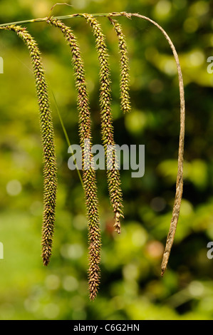 Hängende Segge, Carex Pendel Stockfoto