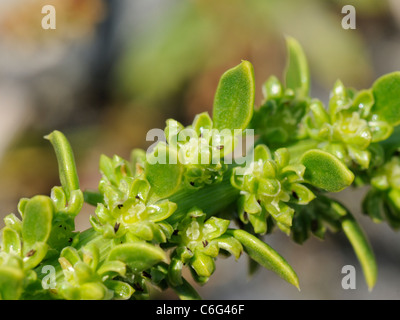 Wildrüben, Beta vulgaris Stockfoto