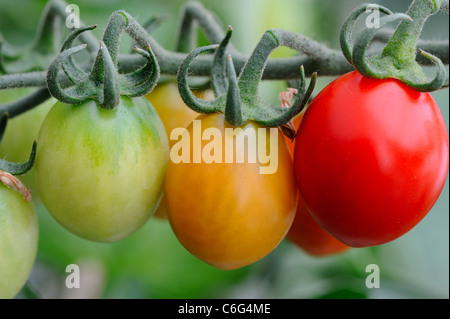 Nach Hause Tomaten Reifen auf der Rebe "Harlekin", Norfolk, England, Juli Stockfoto