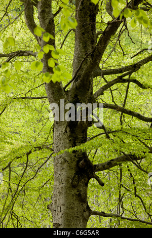 Alte Buche im Frühjahr in Buchenwälder in der Nähe von Kloster Rila, Bulgarien. Stockfoto