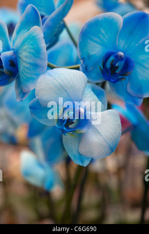 blaue Orchideen zum Verkauf im Garten Abschnitt der Hauptverbesserung speichern Blue Mystik eine Phalaenopsis Orchideen epiphytisch Blütenstand Stockfoto