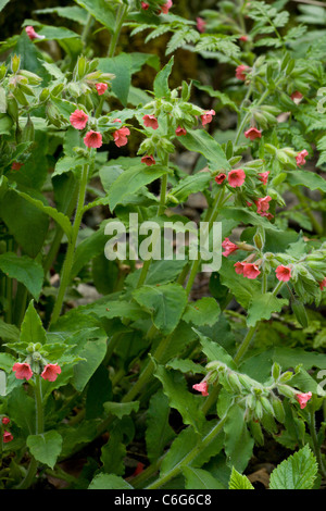 Rote Lungenkraut, Pulmonaria Rubra in Blüte, Frühling; Bulgarien Stockfoto