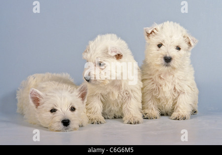 3 West Highland White Terrier Hundewelpen - Ausschneiden Stockfoto